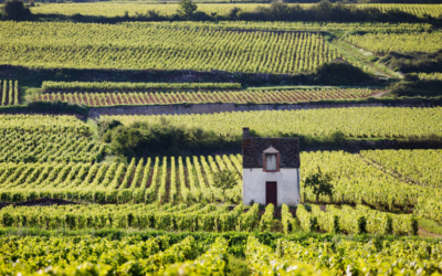 Vivez les vendanges au cœur de la Bourgogne !